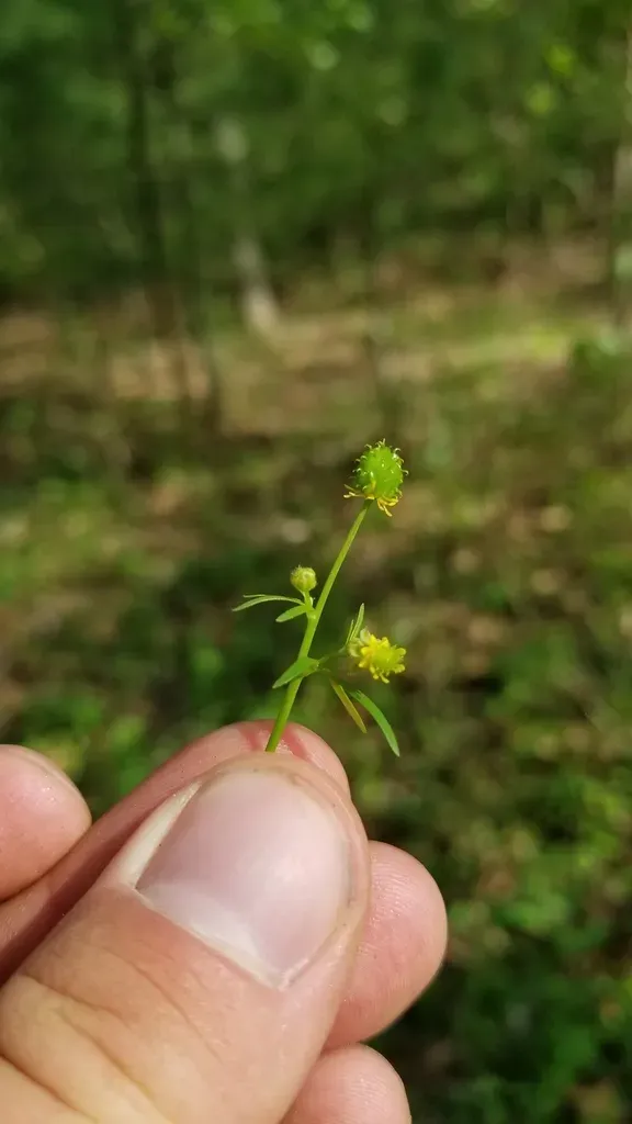 Allegheny Mountain Buttercup
