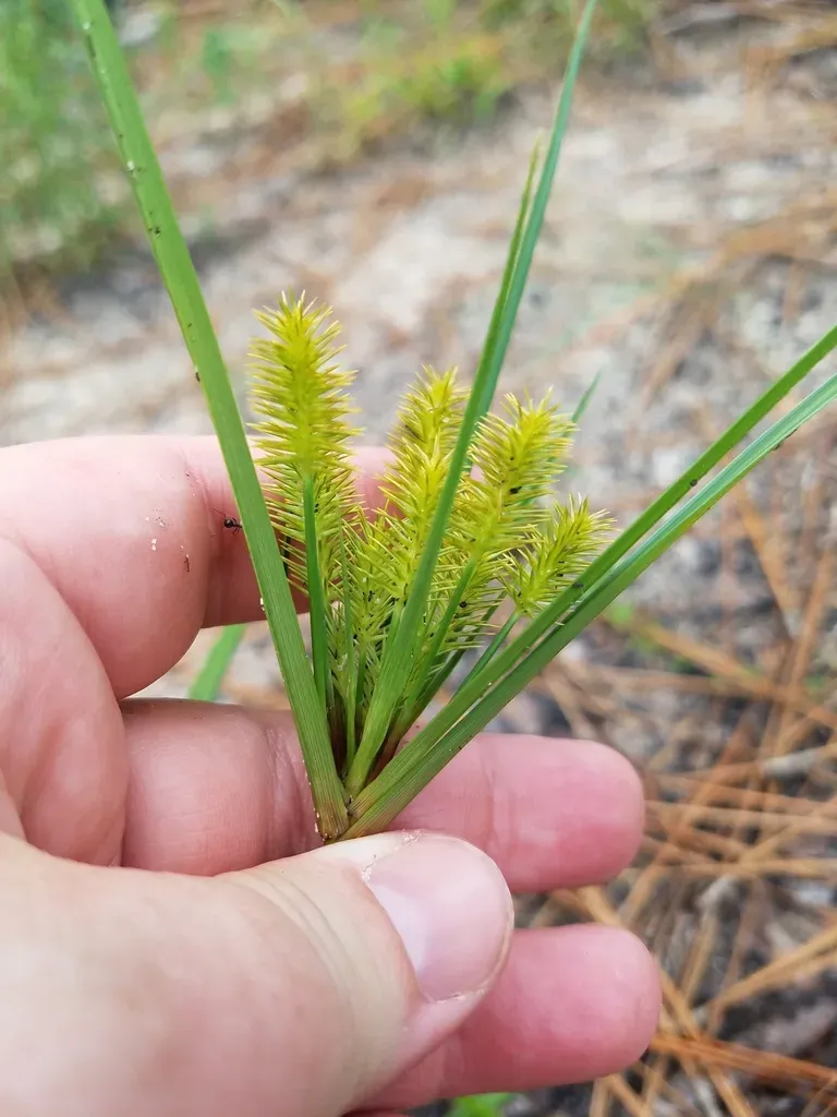 Bristly Flatsedge