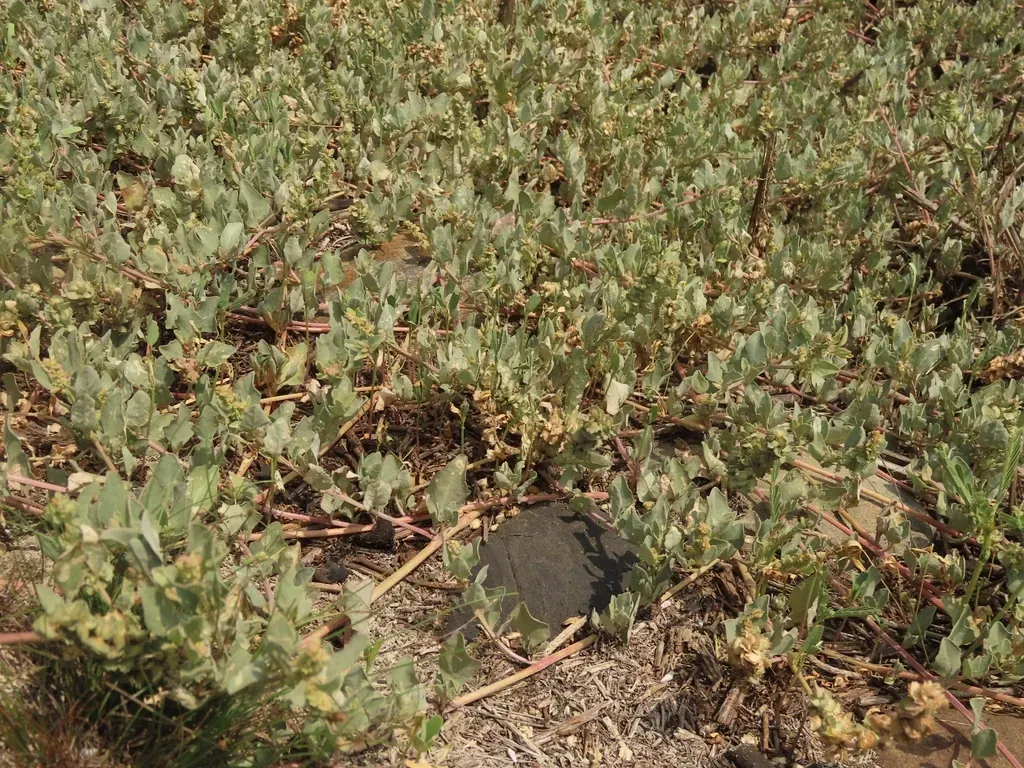 Maximowicz's Saltbush