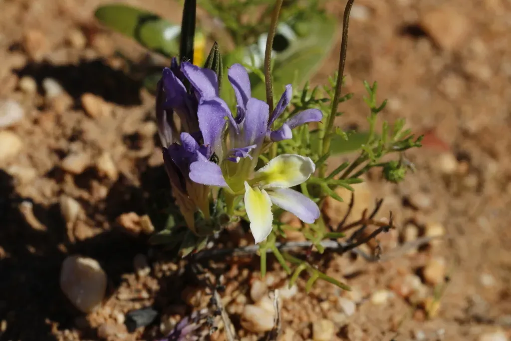 Olifants Bobbejaantjie