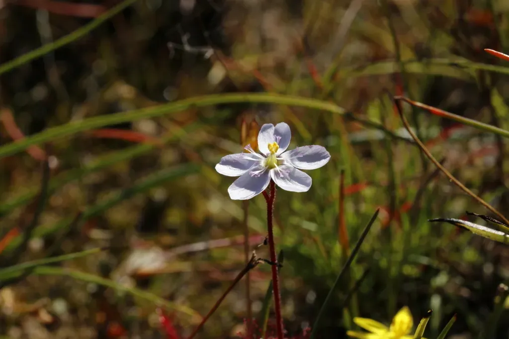 White Sundew