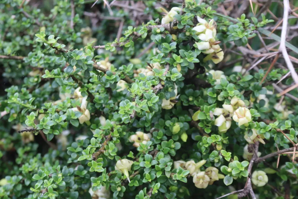 Himalrandia Tetrasperma