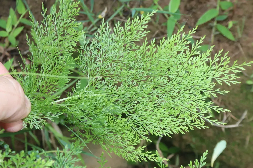 Onychium Cryptogrammoides
