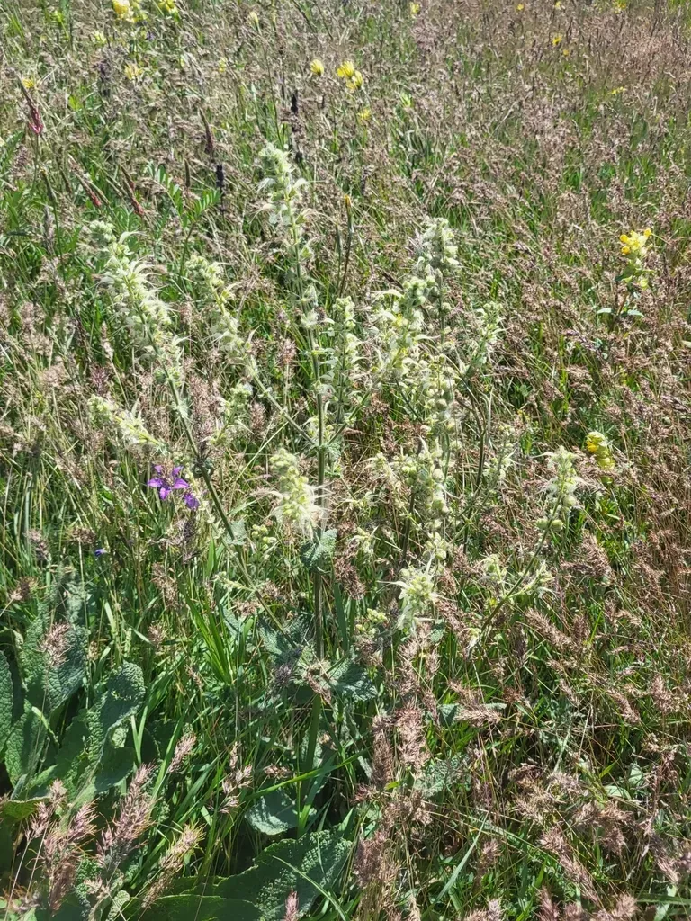 Iranian Sage