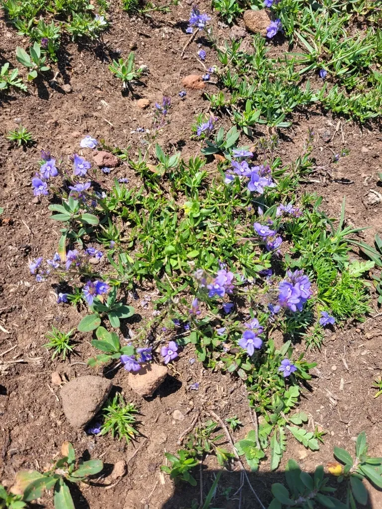 Veronica Orientalis