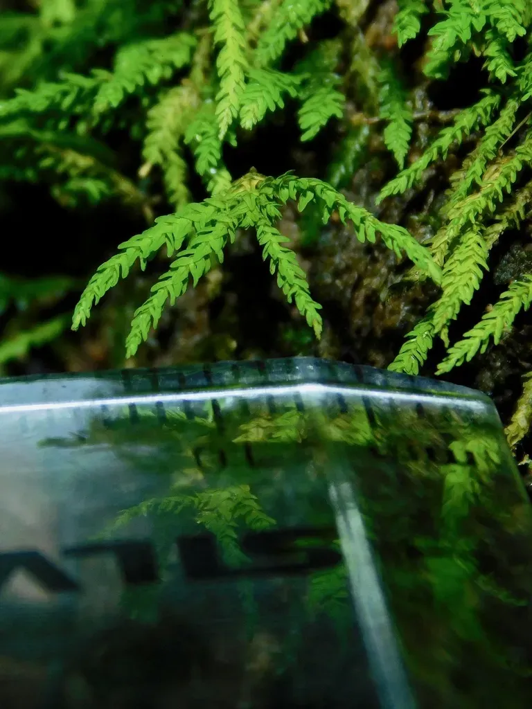 Rugel's Anomodon Moss