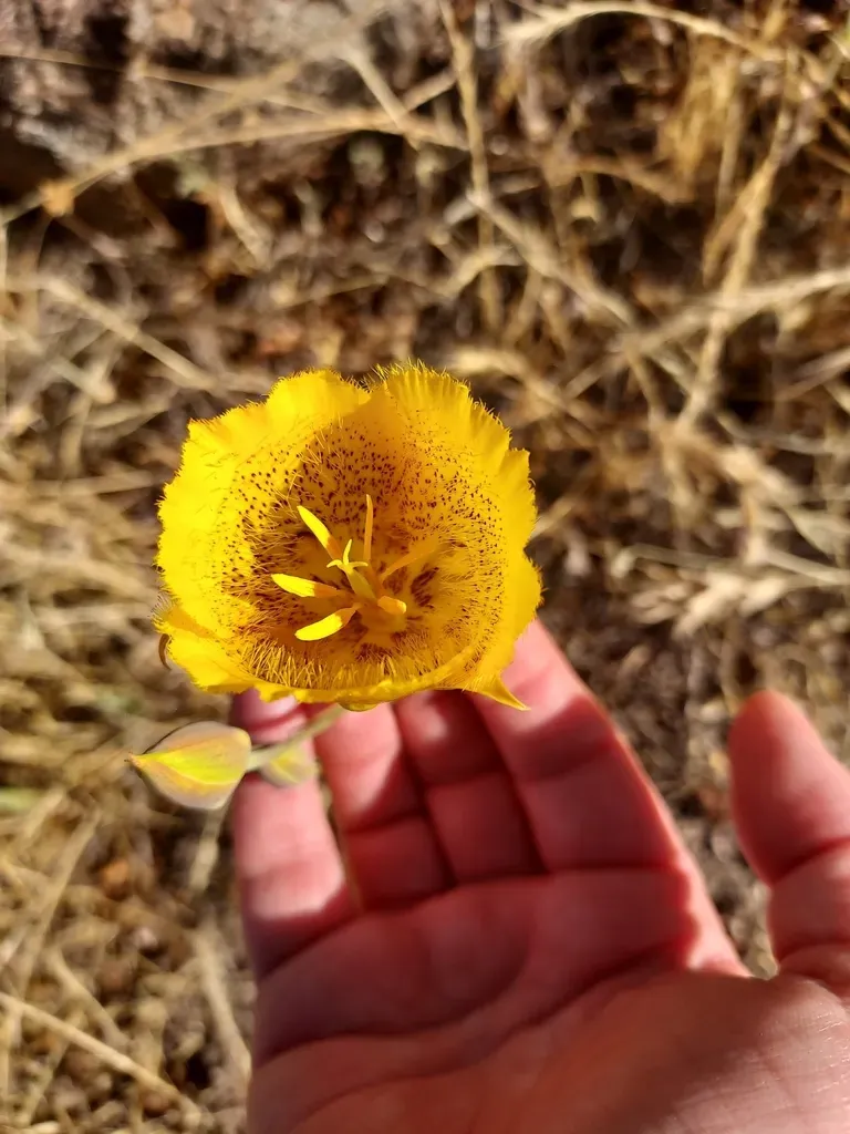 Weed's Mariposa Lily