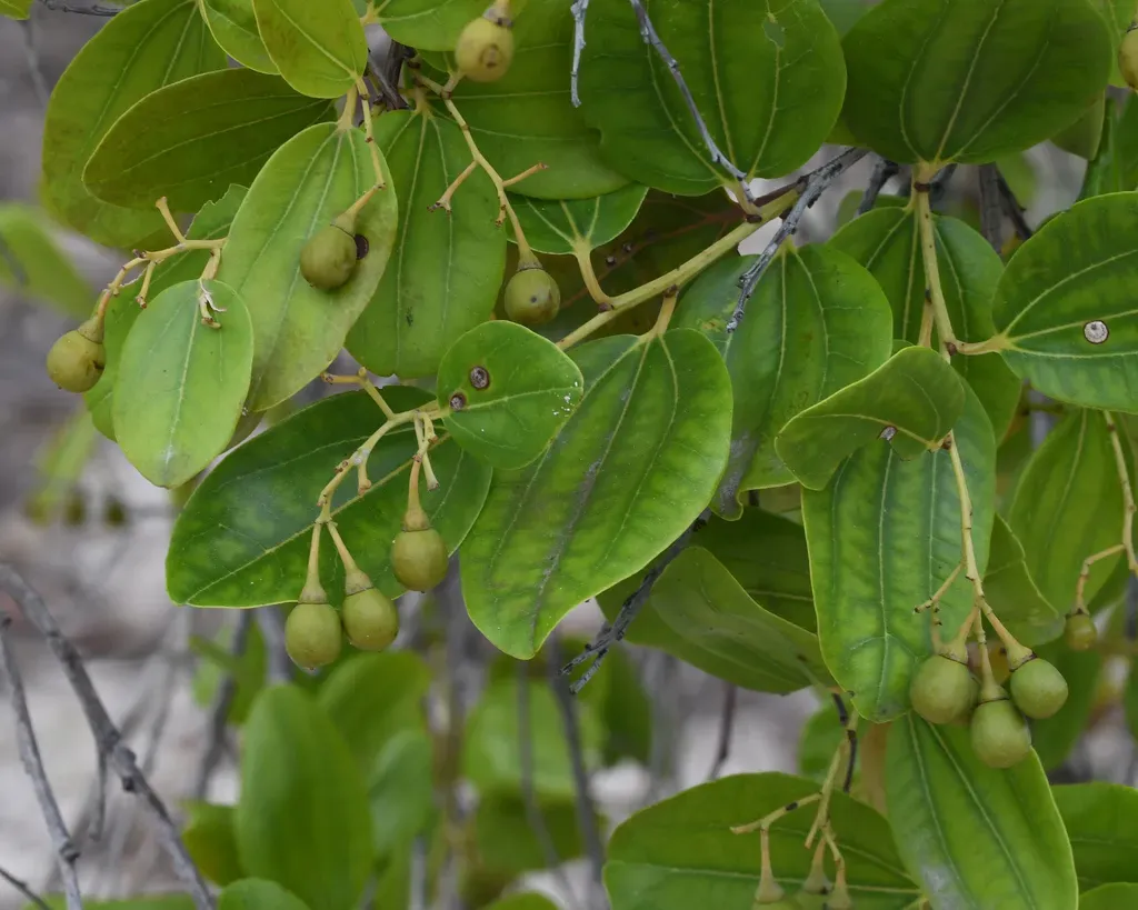 Sarcomphalus Domingensis