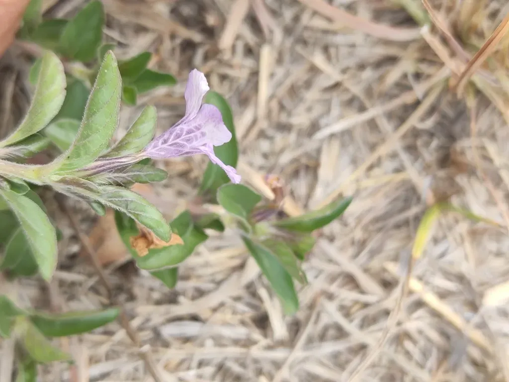 Dyschoriste Microphylla