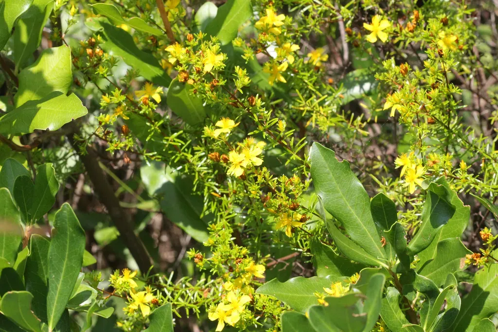 Coastal Plain St. John's Wort