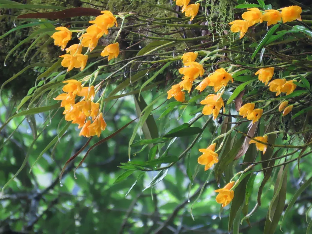 Dendrobium Chryseum