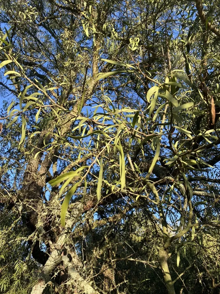 Acanthosyris Falcata