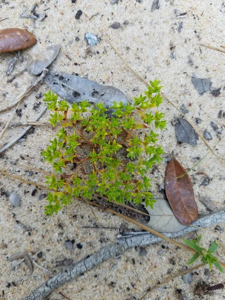 Coastalplain Nailwort