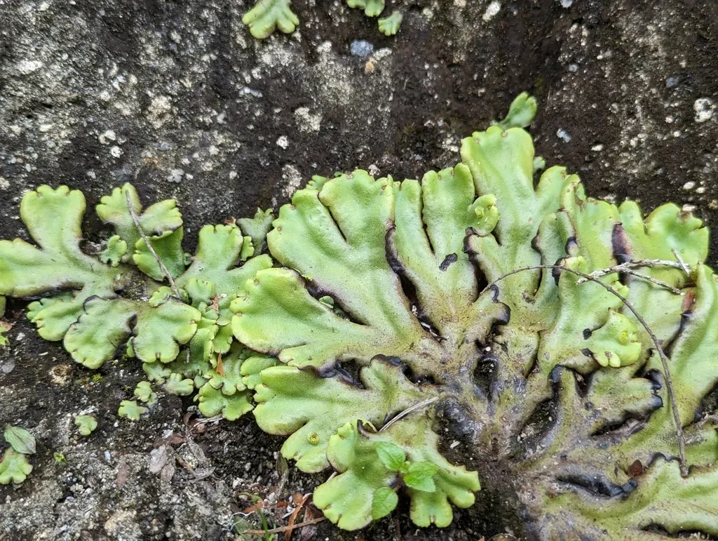Marchantia Plicata