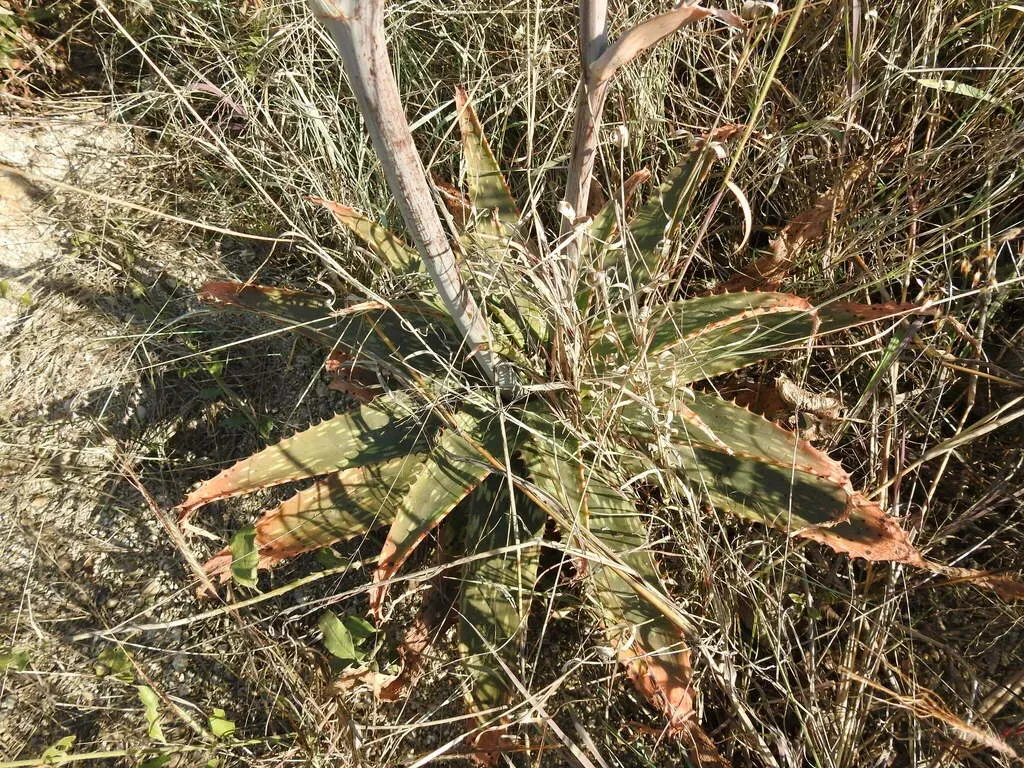 Barberton Aloe