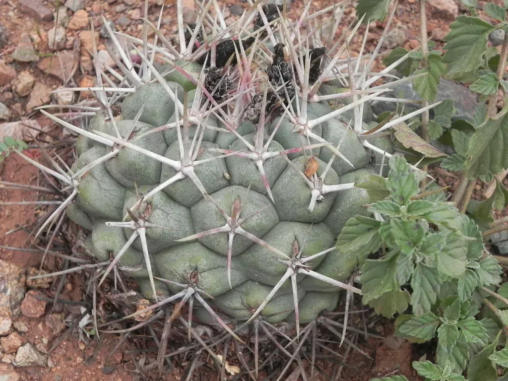 Thelocactus Hexaedrophorus