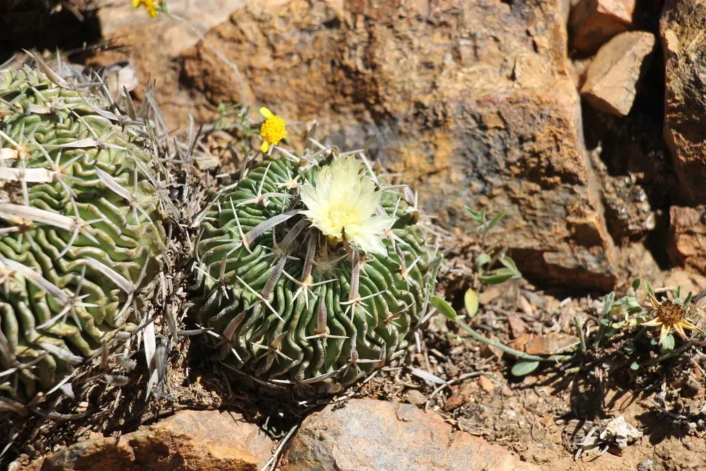 Echinofossulocactus Phyllacanthus