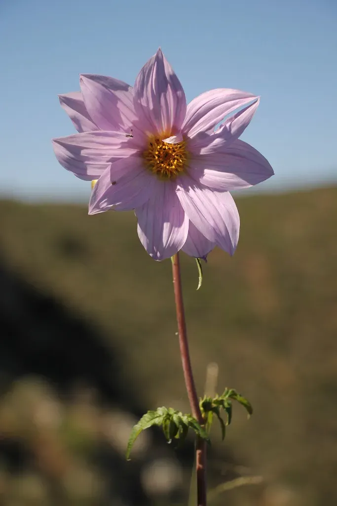 Dahlia Spectabilis