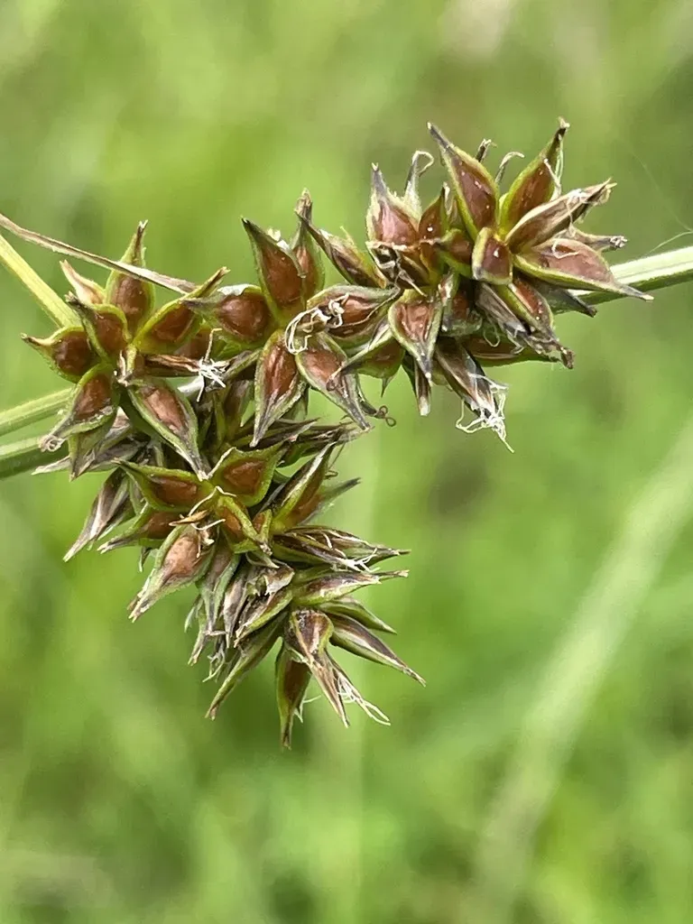 Hood's Sedge