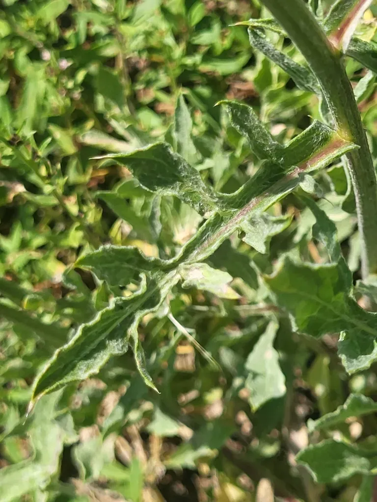 Centaurea Daralagoezica