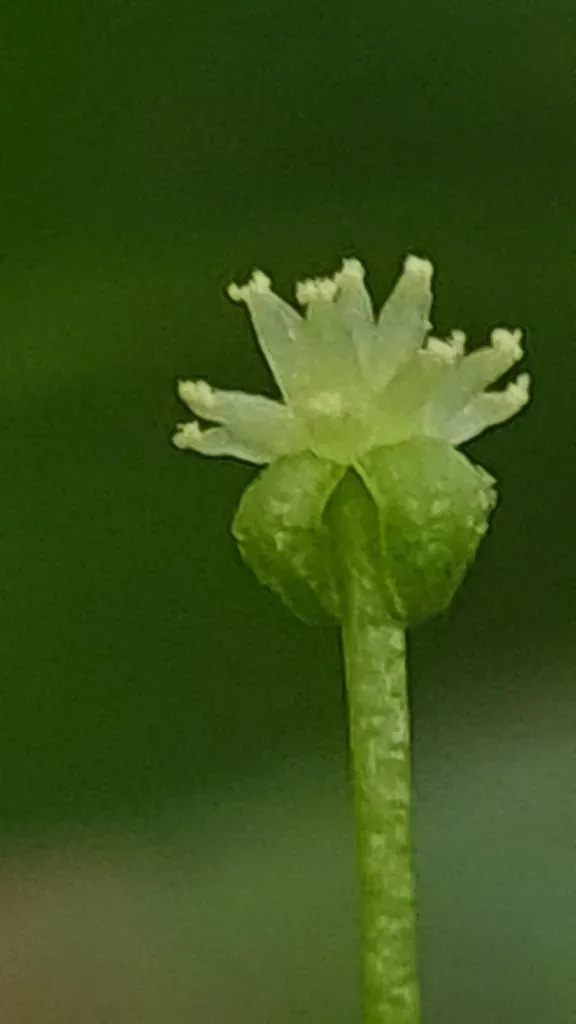Claoxylon Angustifolium