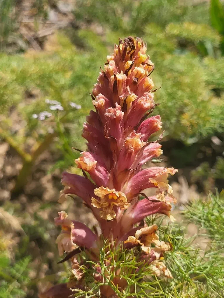 Orobanche Kurdica