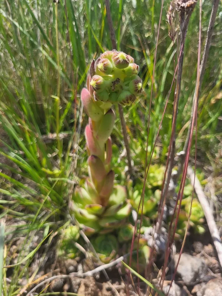 Sempervivum Transcaucasicum