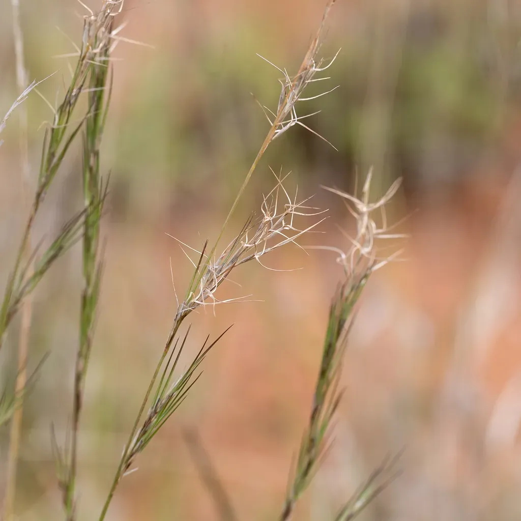 Aristida Platychaeta