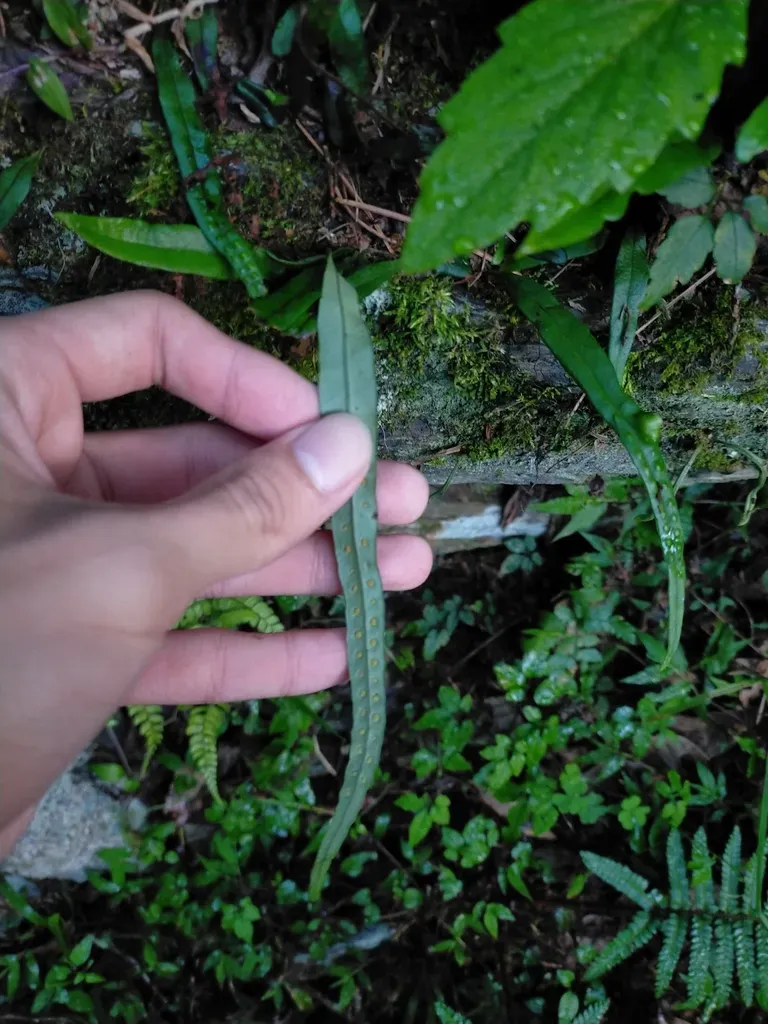 Lepisorus Pseudoussuriensis