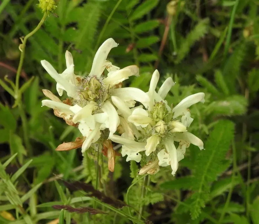 Pedicularis Venusta