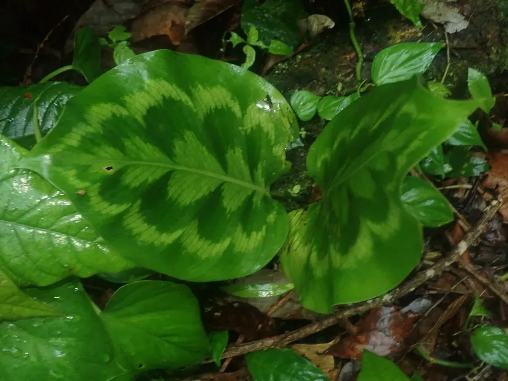 Goeppertia Pseudoveitchiana