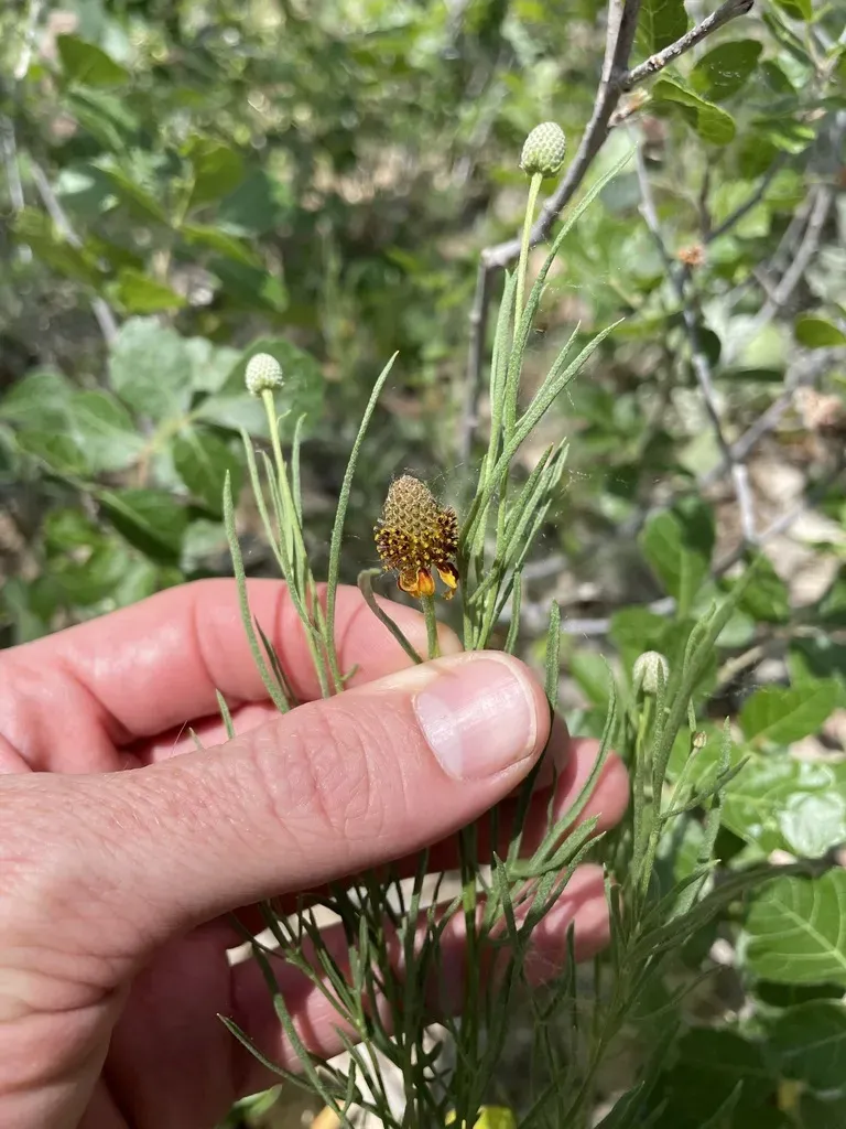 Green Prairie Coneflower