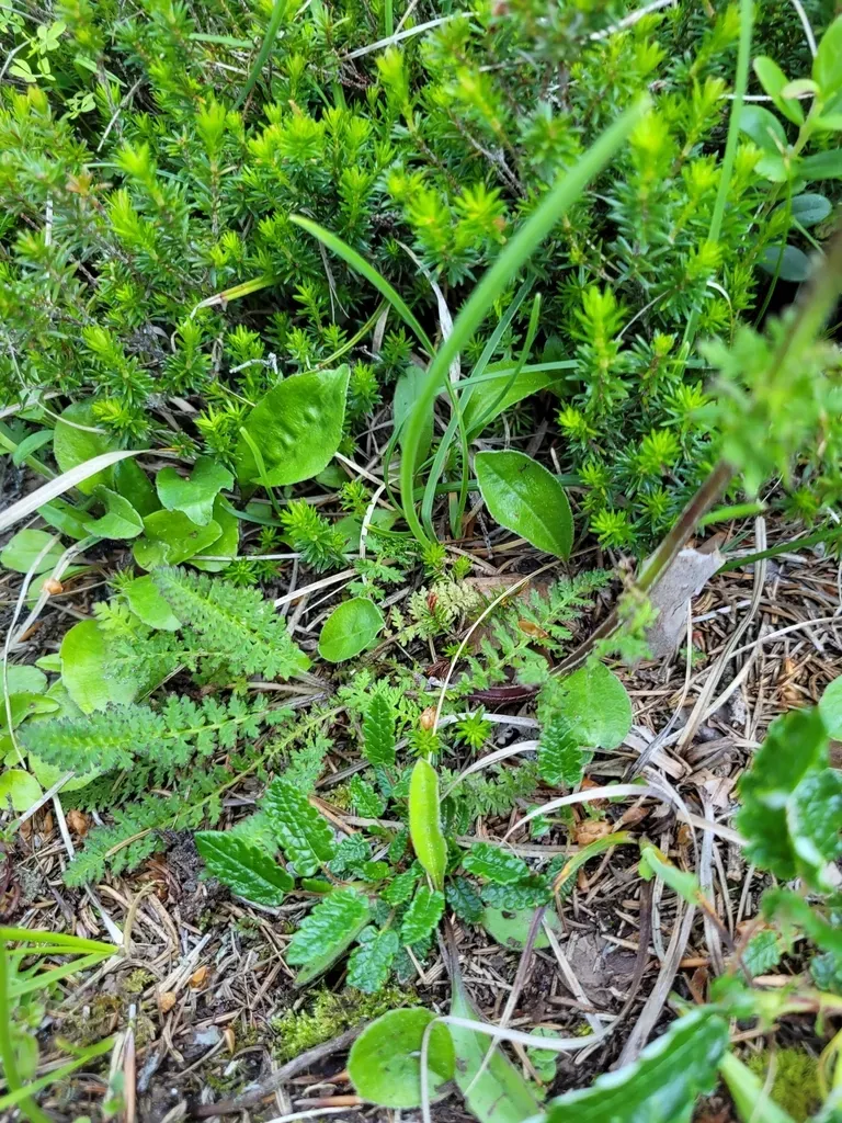 Pedicularis Elongata