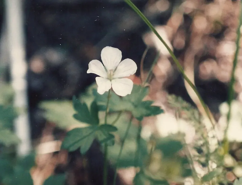 California Cranesbill
