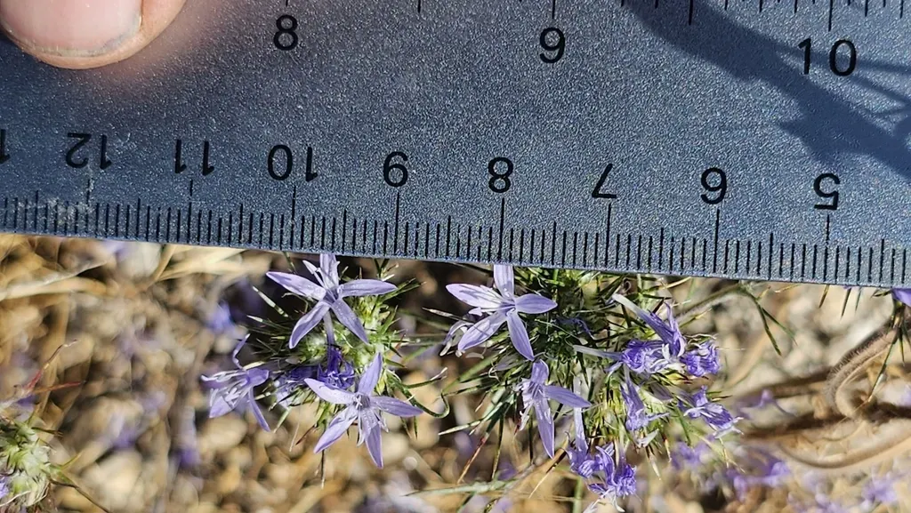 Tehachapi Woollystar