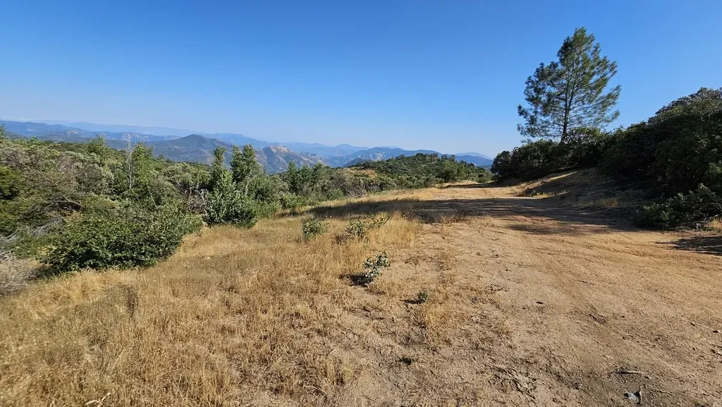 Sticky Pincushionplant