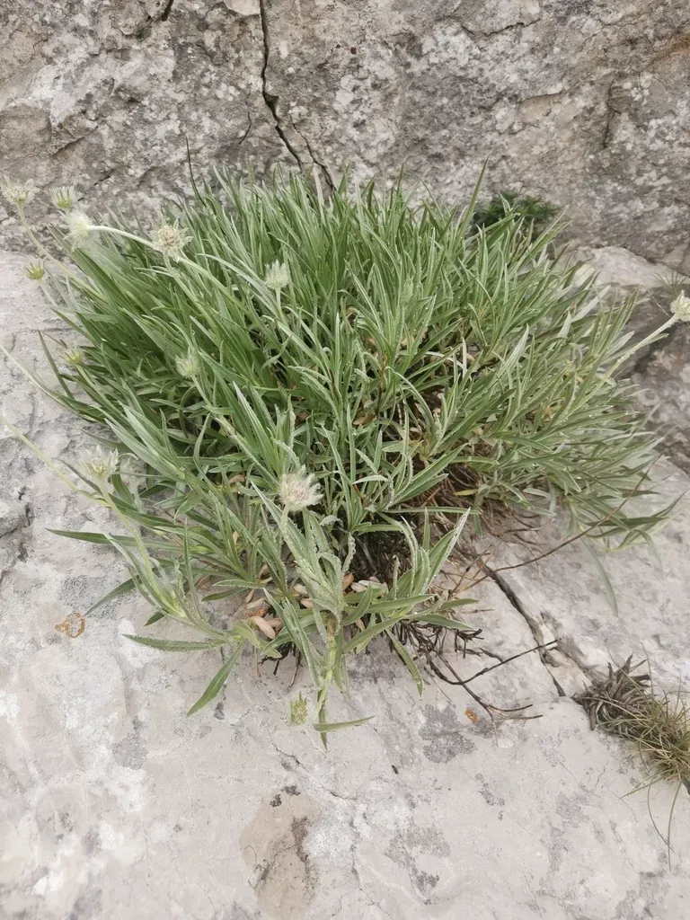 Grass Leaved Scabious
