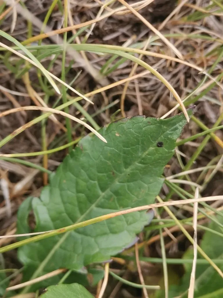 Knautia Fleischmannii