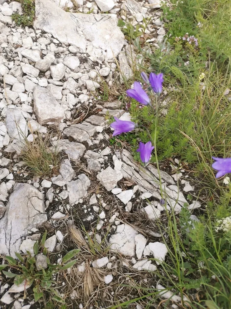Campanula Marchesettii