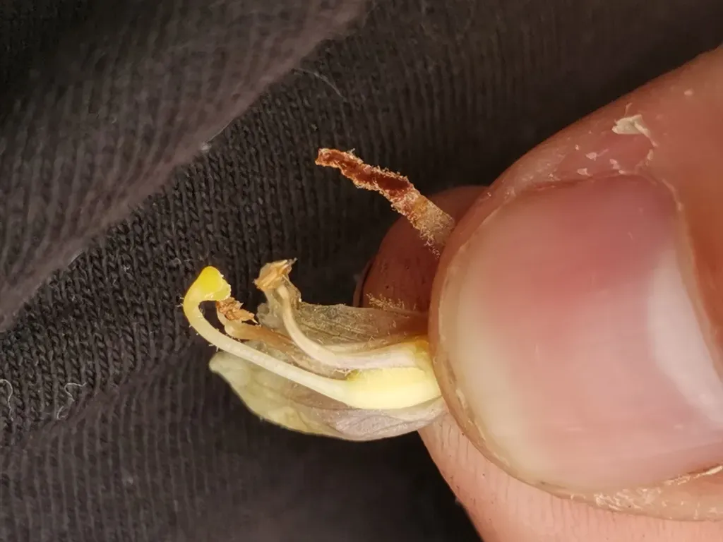 Orobanche Bartlingii