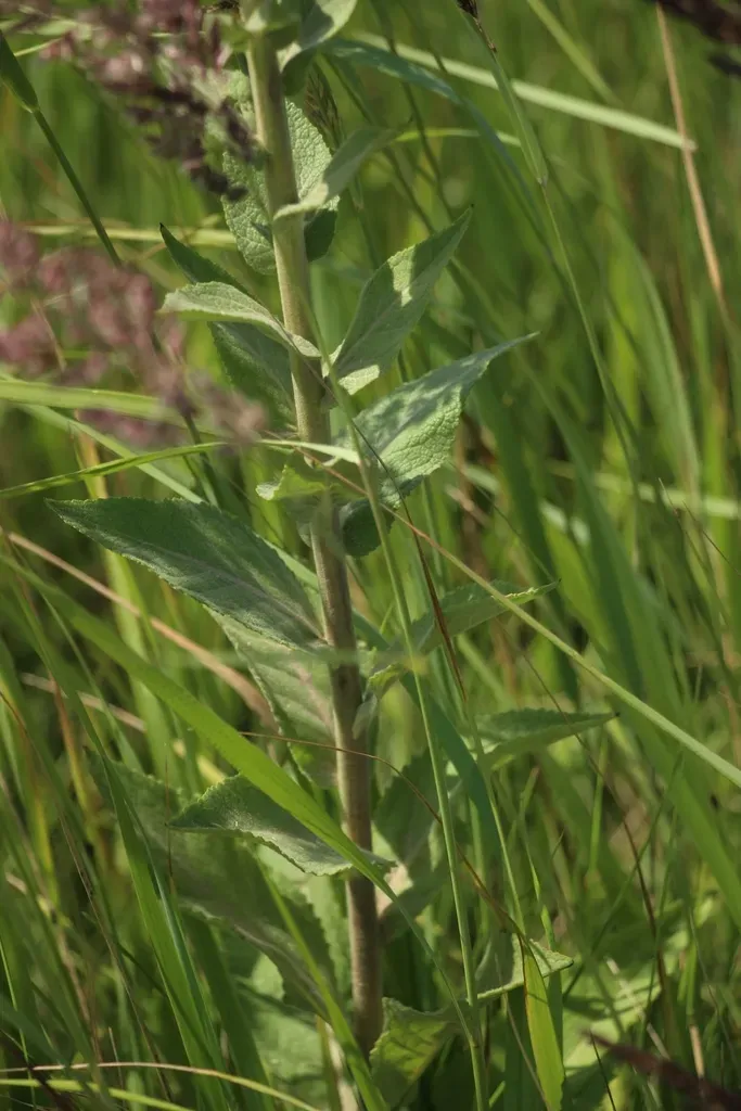 Verbascum Denudatum