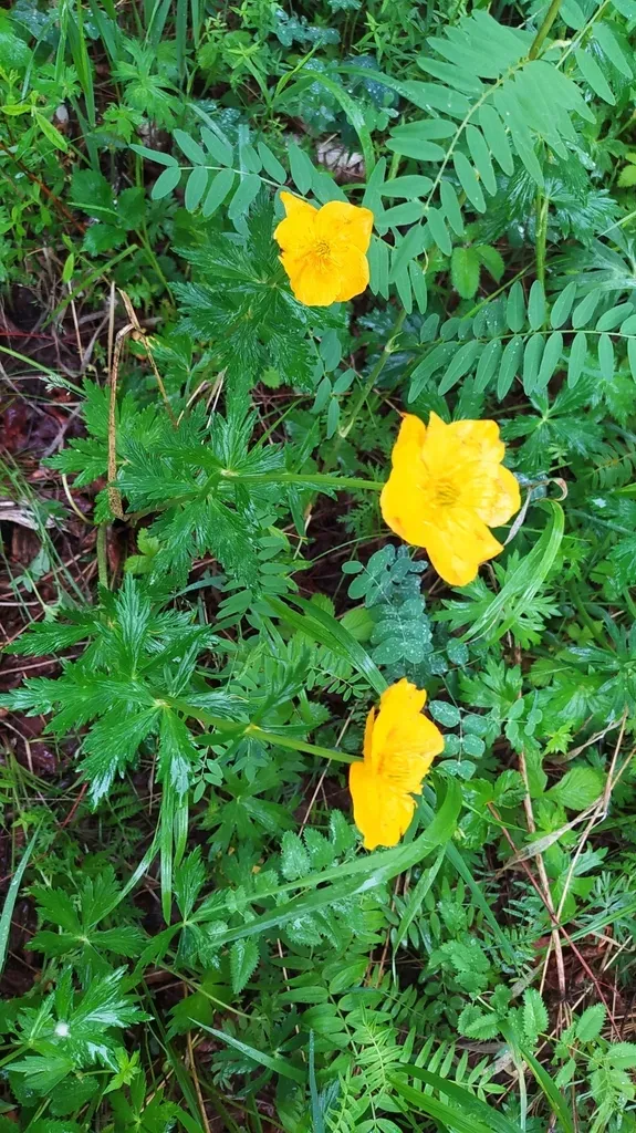 Trollius Vicarius