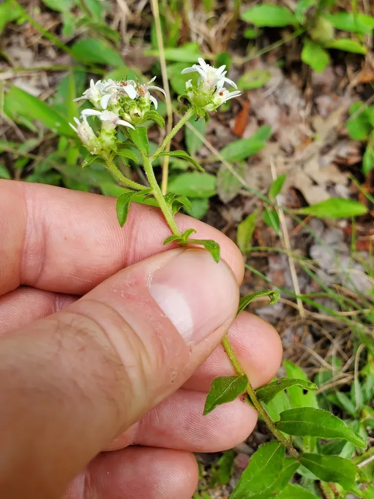 Clumped Whitetop Aster