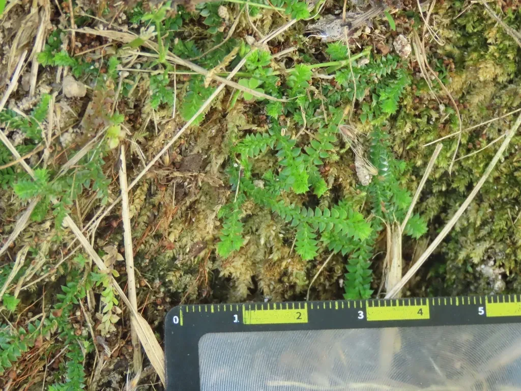 Selaginella Nipponica