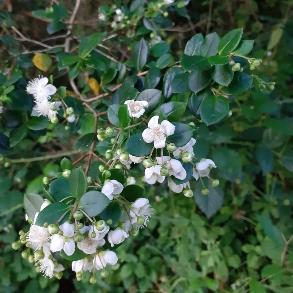 Chilean Myrtle