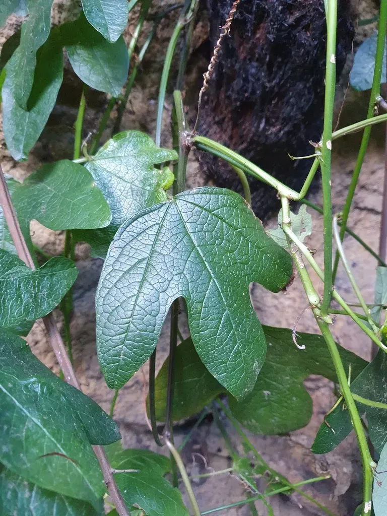 Red Passionflower
