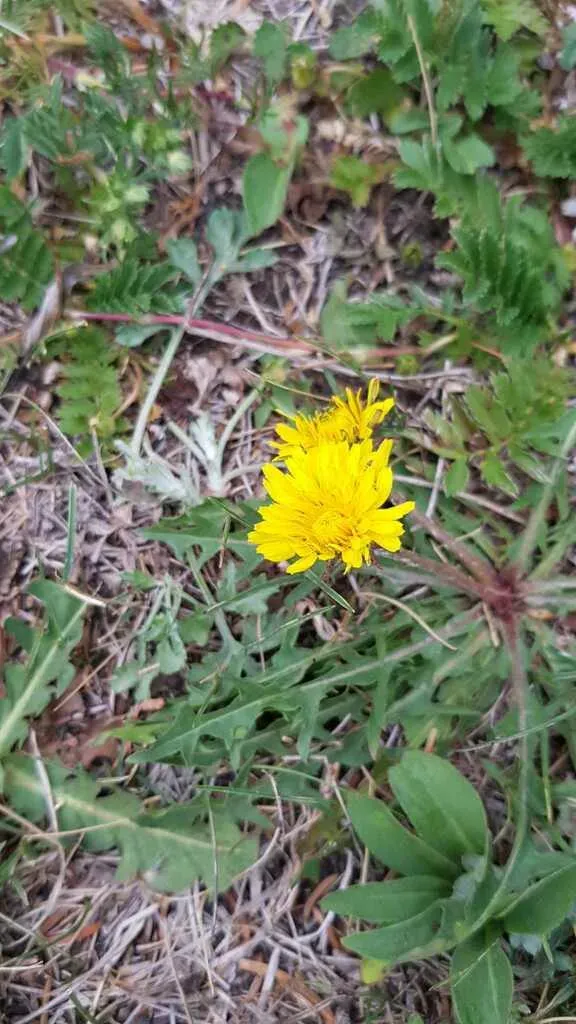 Mongolian Dandelion