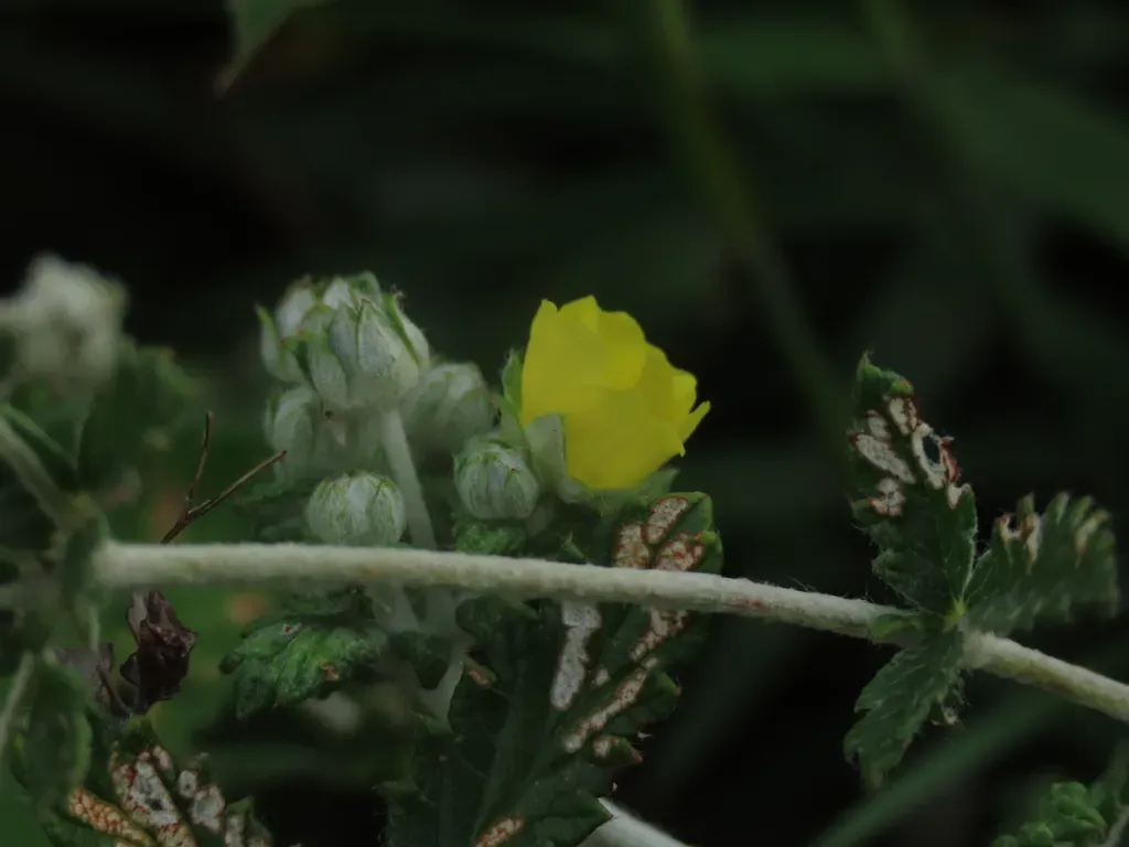 Potentilla Discolor