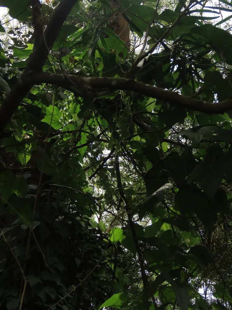 Dioscorea Futschauensis