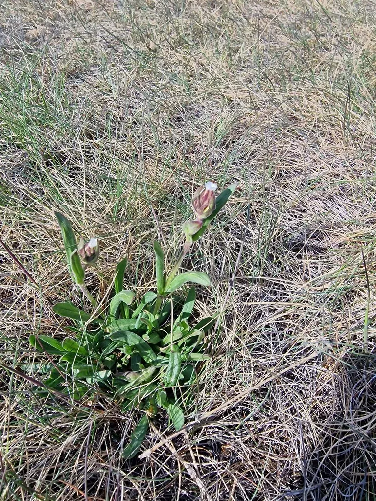 Arctic Campion
